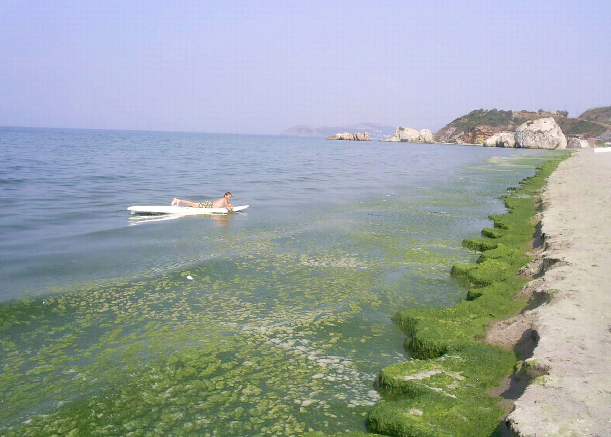 Mudanya Sahillerinde Yosun İstilası
