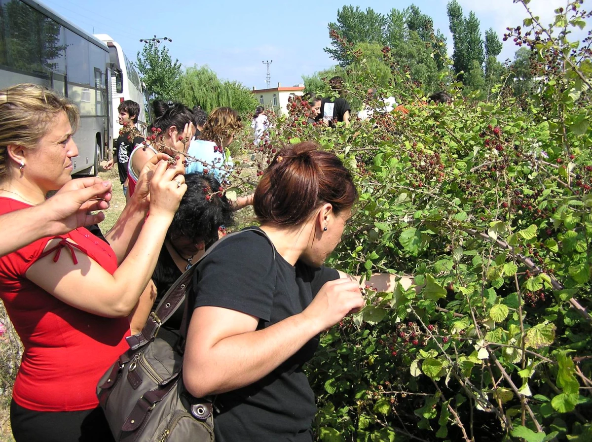 Doğa Harikası Akliman\'da Turistlerin Böğürtlen Keyfi