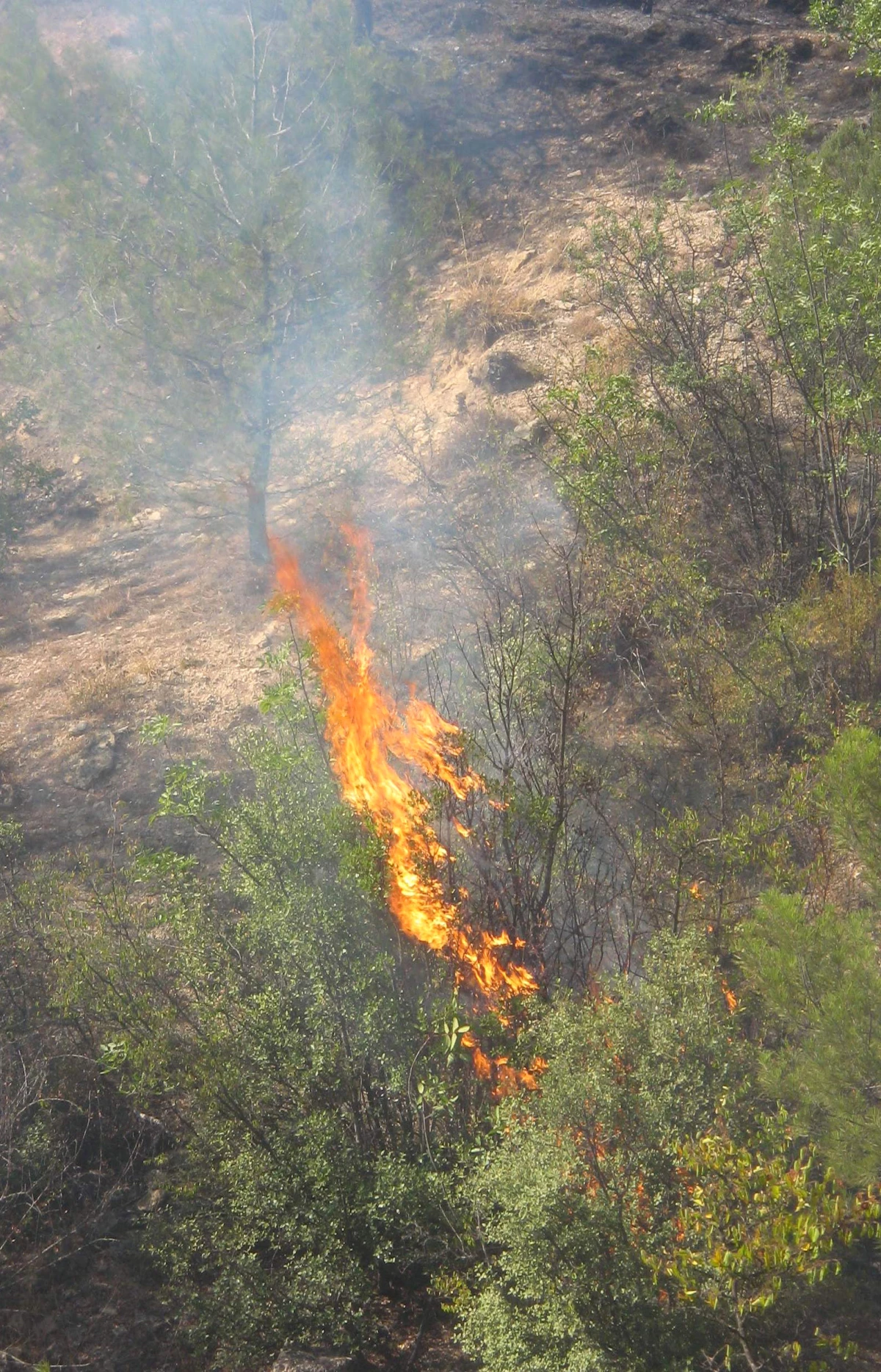 Karabük\'te Orman Yangını (2)