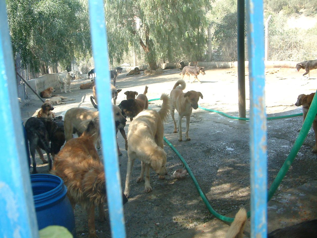 Kuşadası Köpekevi'nde 2. Açlık Skandalı