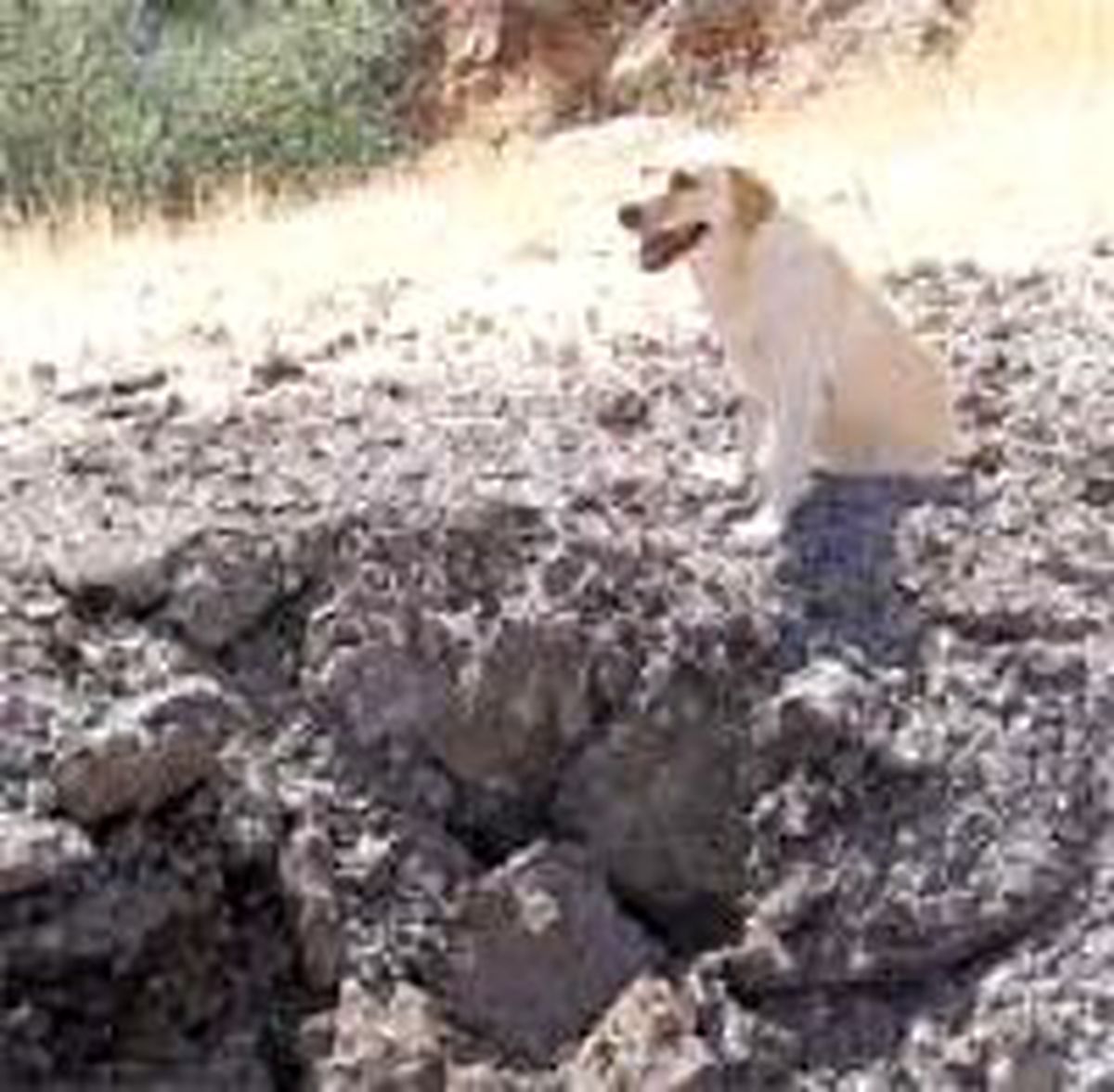 Kahraman Köpek Ares