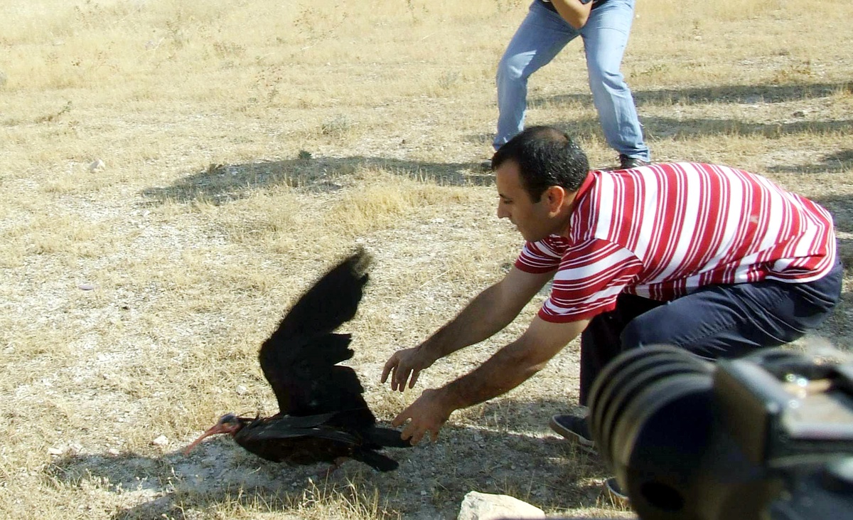 Doğaya Bırakılan Kelaynaklar, Şubat'ta Yuvaya Dönecek