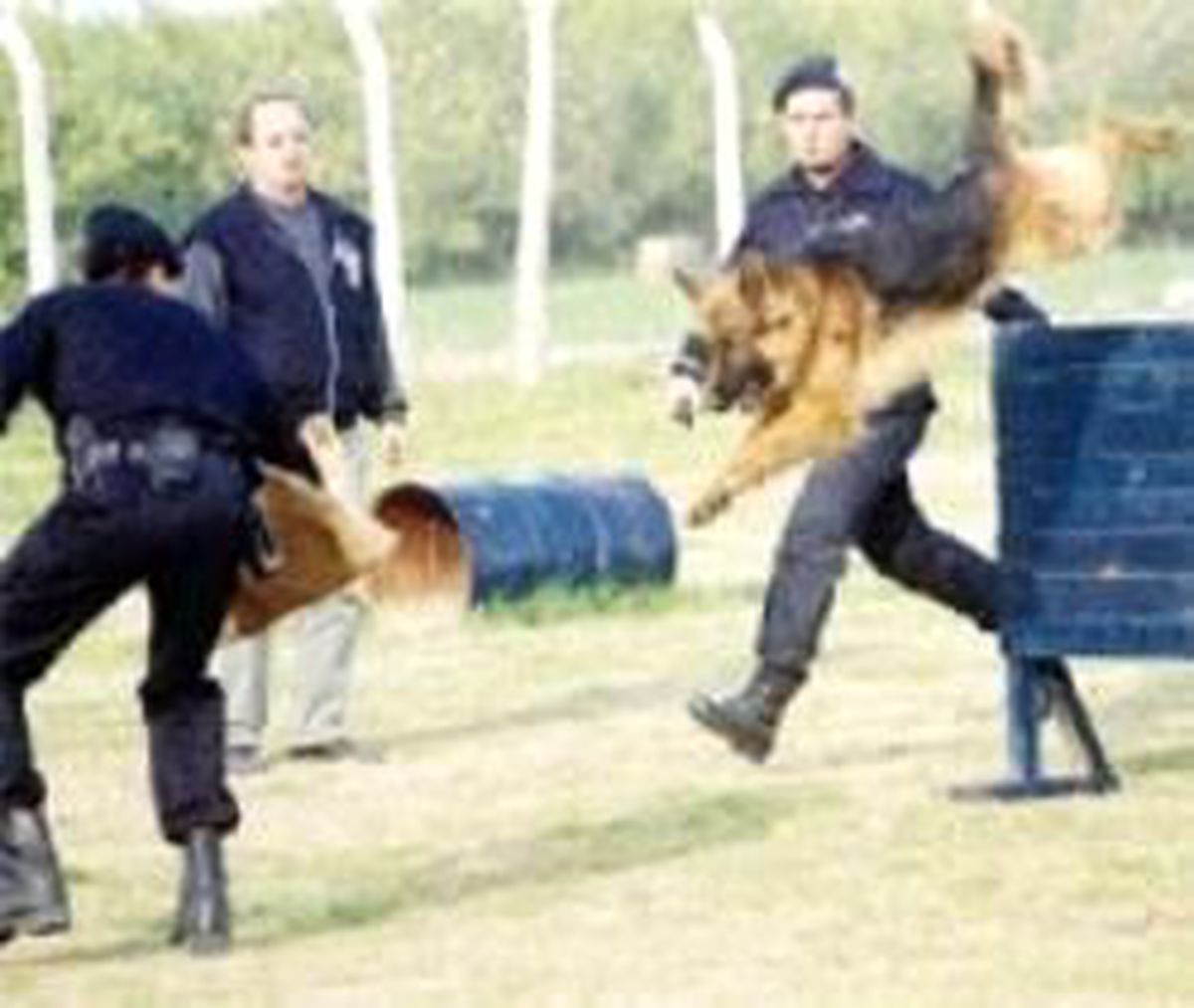 İşte Kahraman Köpek 'Rocky'