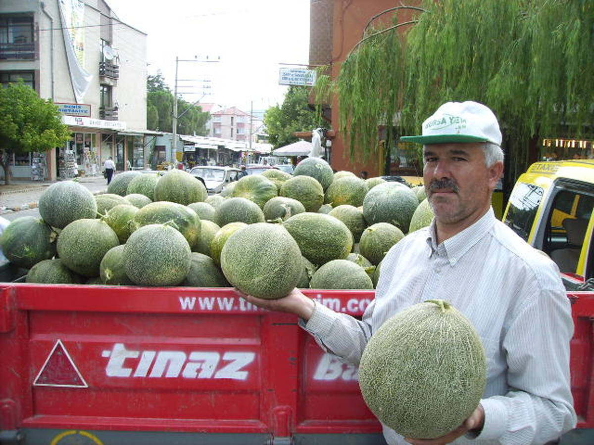 Kuraklık Kavuna Yaradı