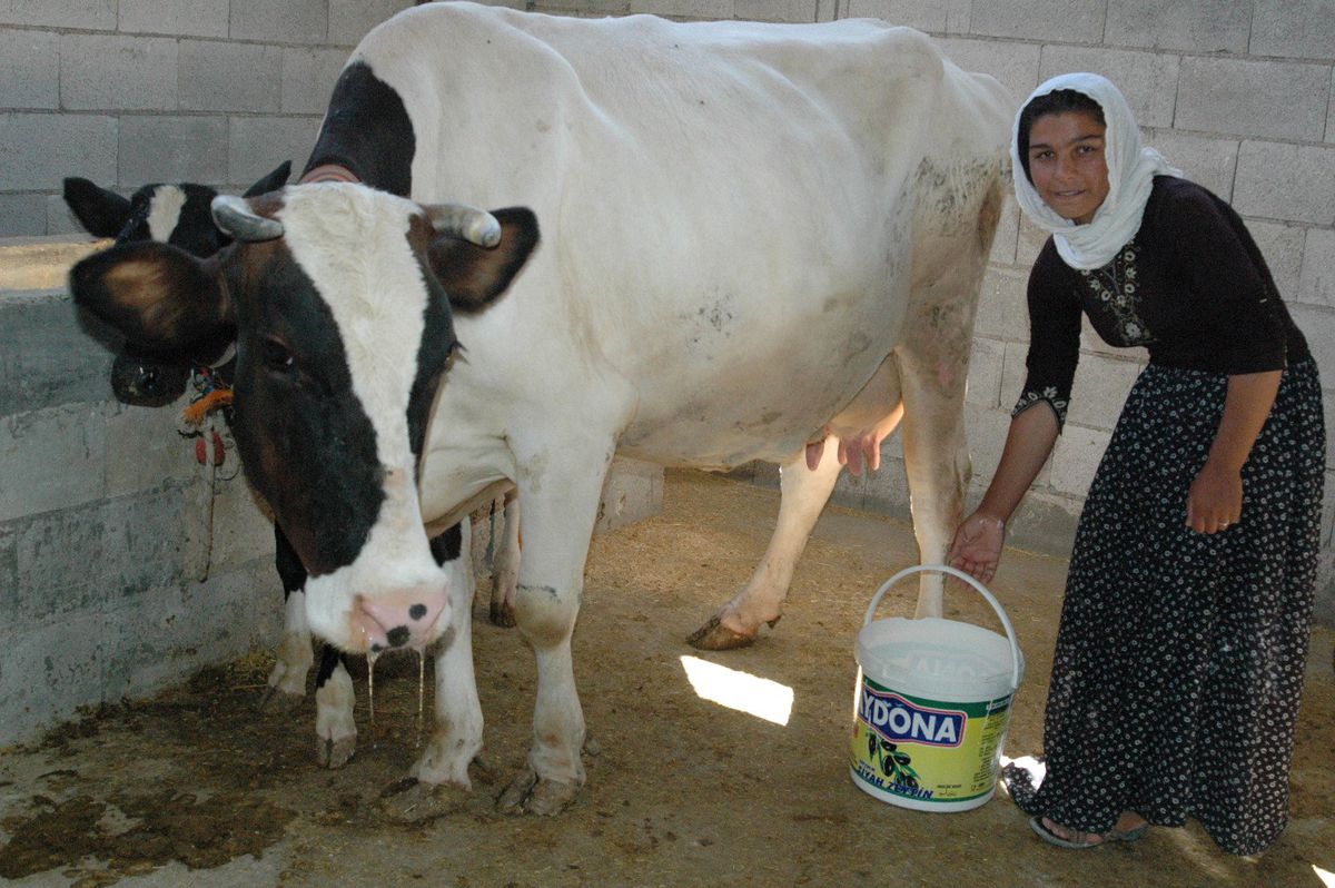 Kuş Ailesinin Sevinci