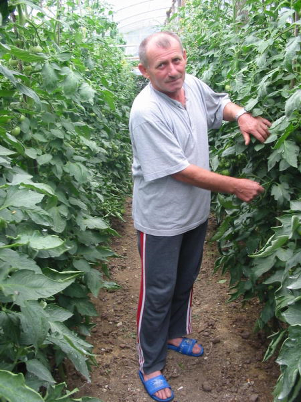 Seracılık Ordu'da Sektör Oldu