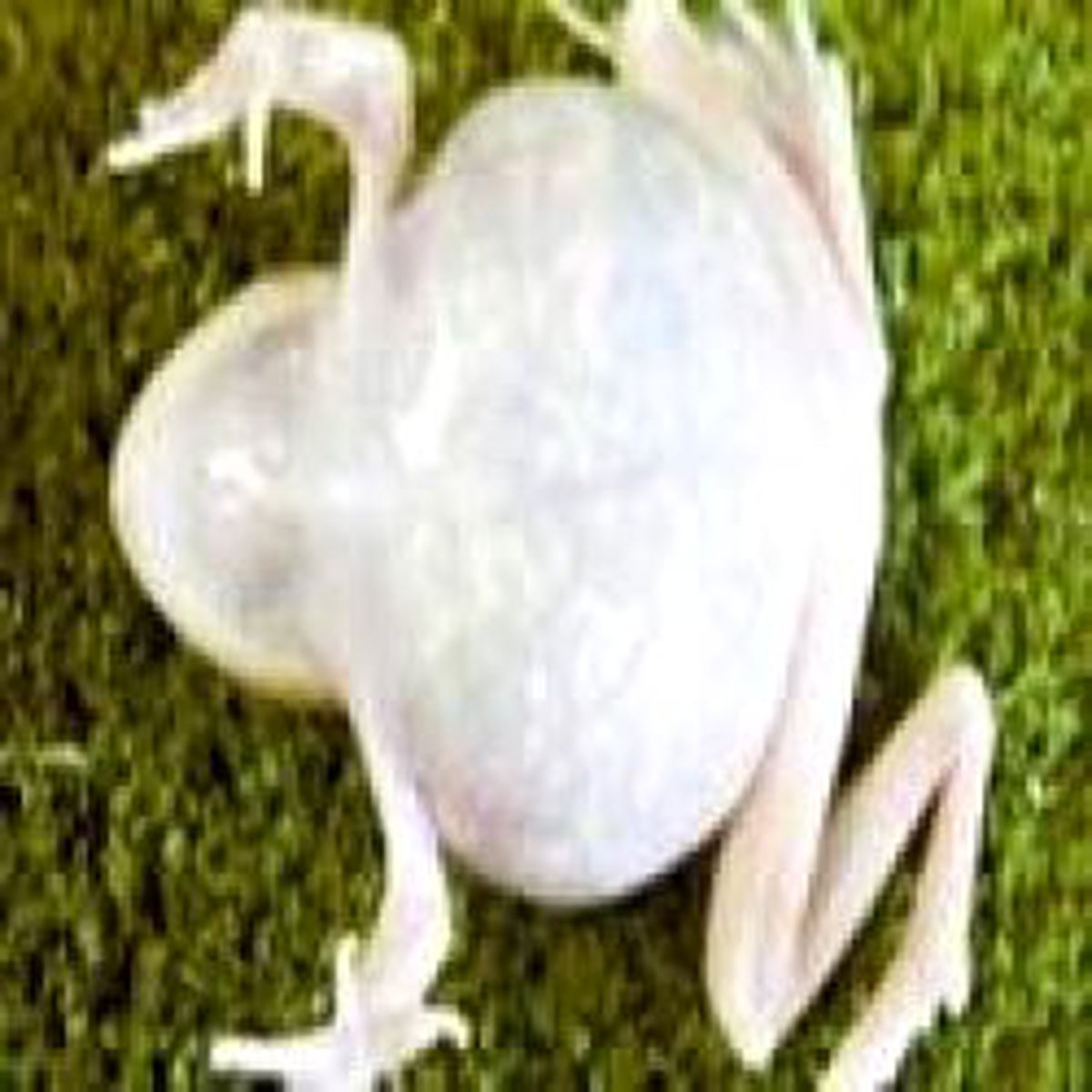 Transparan Kurbağa