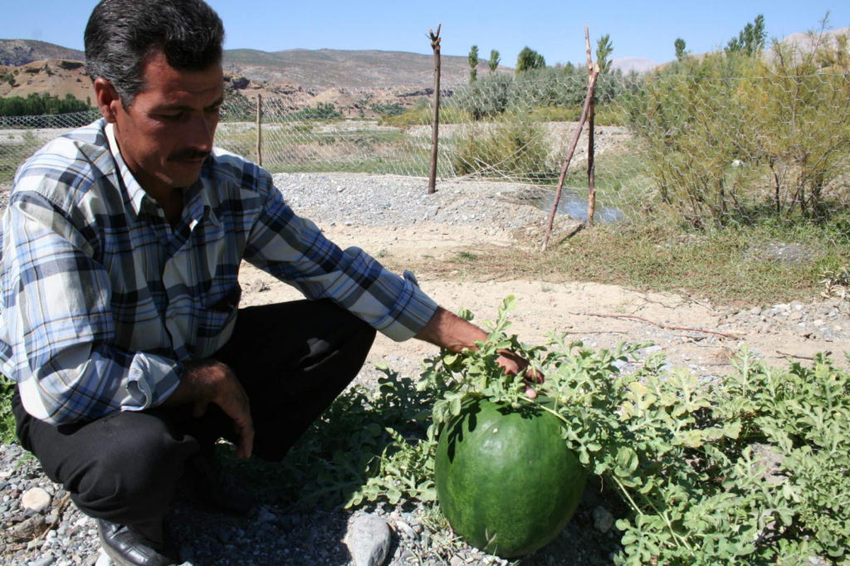 Örnek Karpuz Tarlasında Hasat Başladı