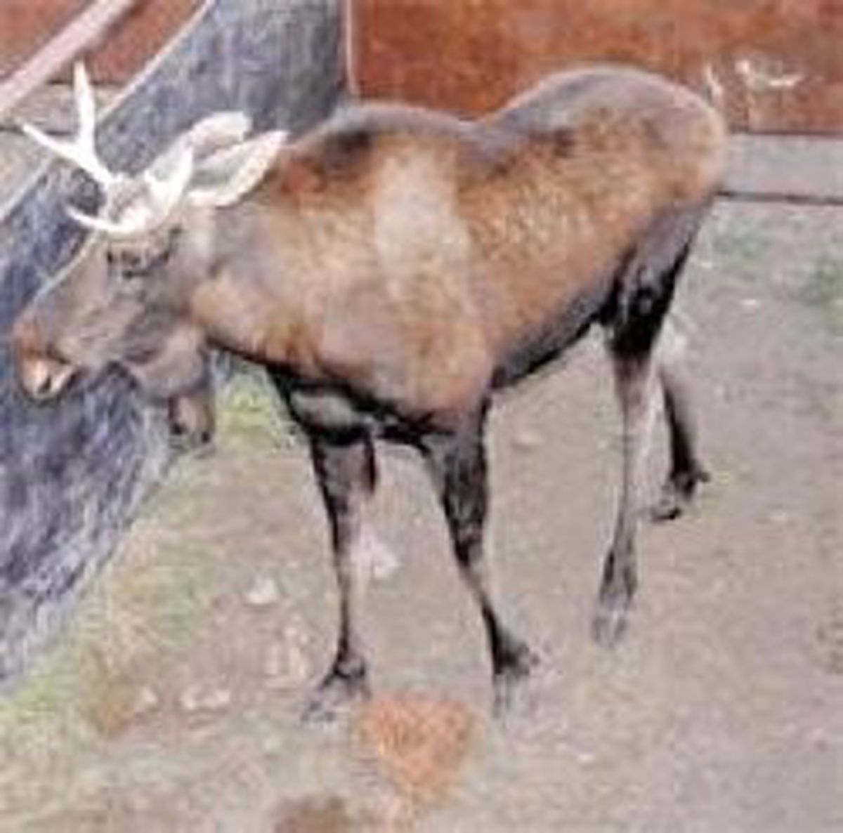 Kendini İnek Sanıyor