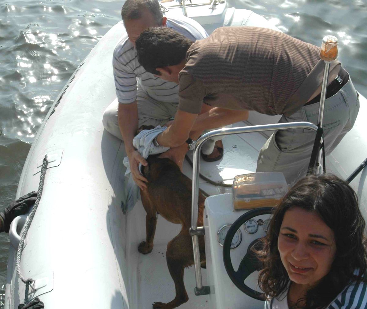 Çanakkale'de Denize Düşen Köpeğe Zodyak Botlu Kurtarma Operasyonu
