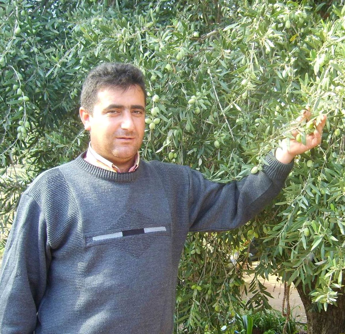 Yağışlar Zeytin Üreticisini Memnun Etti