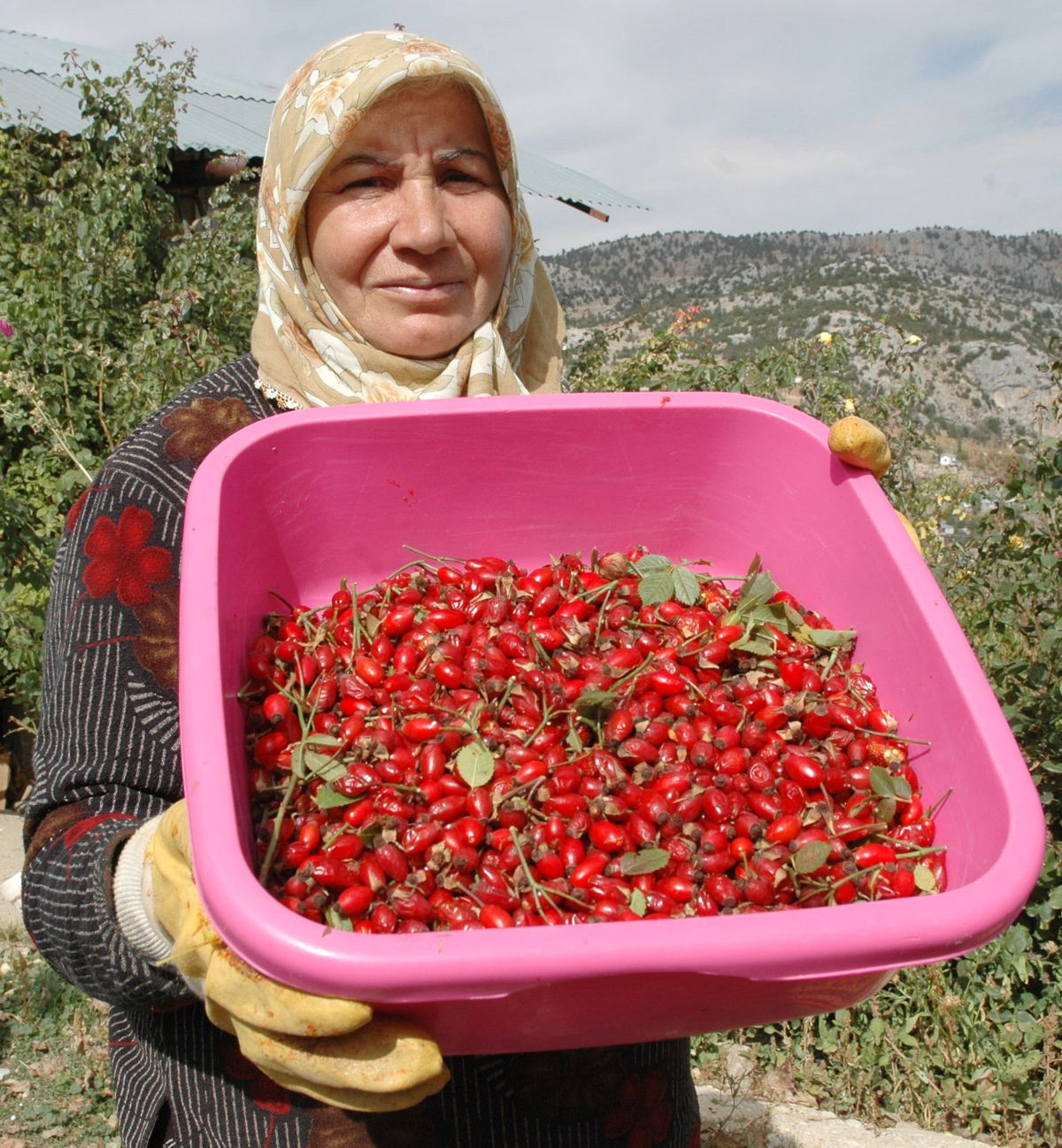Yayla Köylerinde Kuşburnu Bereketi