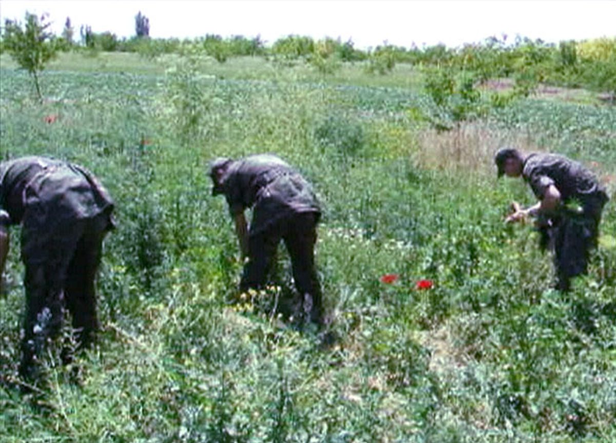 Kenevirin Öteki Yüzü