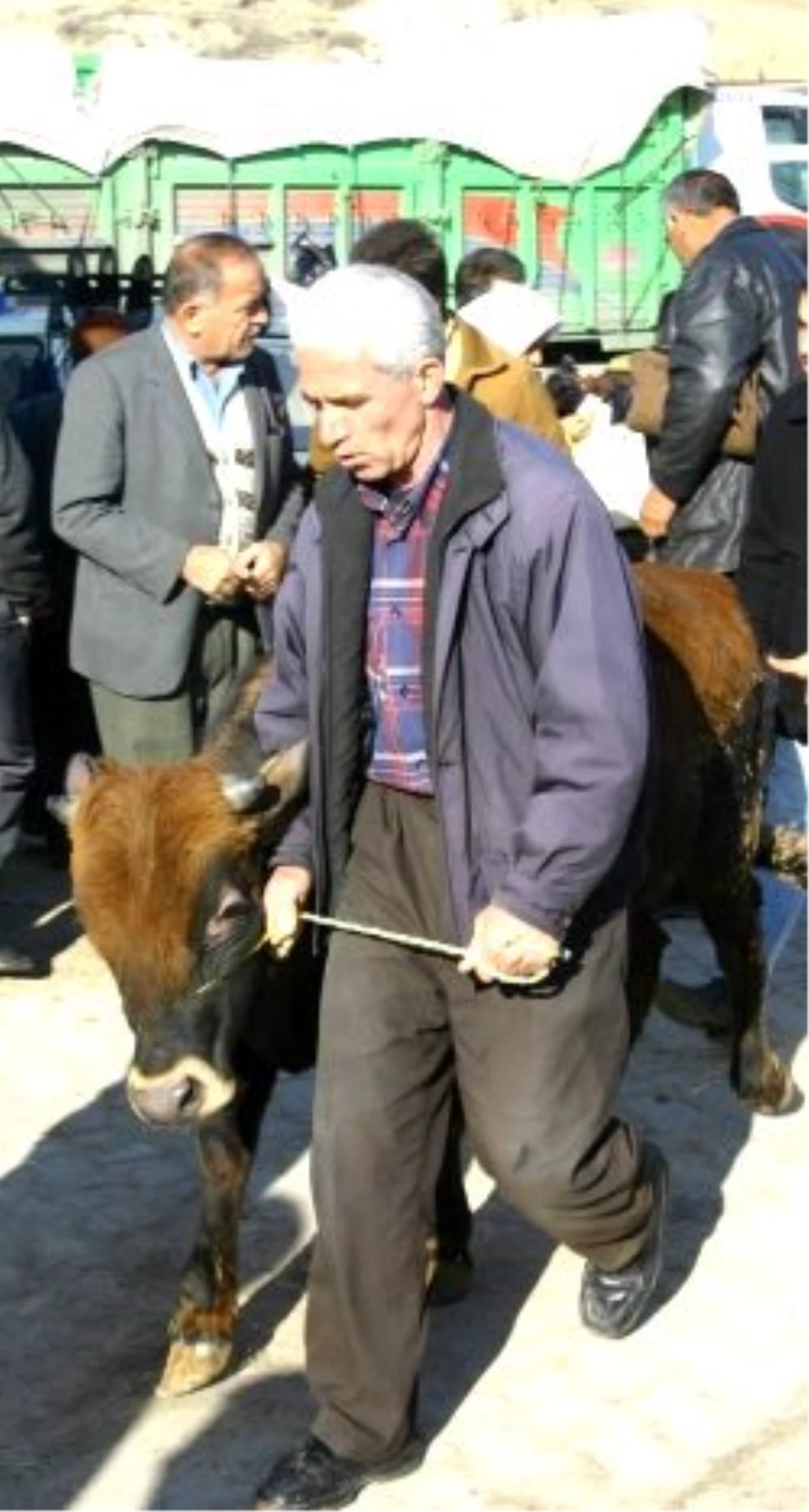 Nevşehir\'de 671 Çiftçi Ailesine Bin 642 Büyük Baş Hayvan Dağıtımı Yapıldı