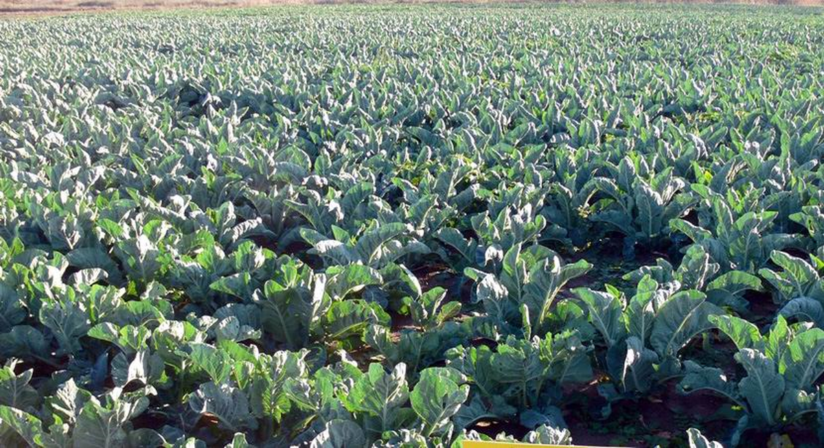 Samsun'da İhracatı En Uygun Ürün Sebze
