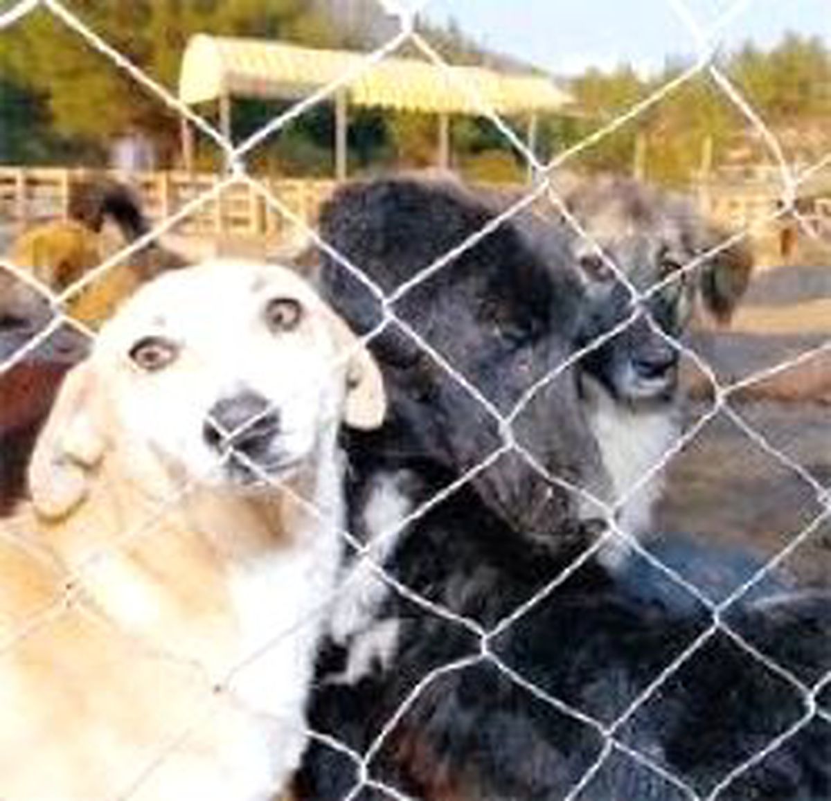 Havalimanında Köpek Kaçırma Krizi
