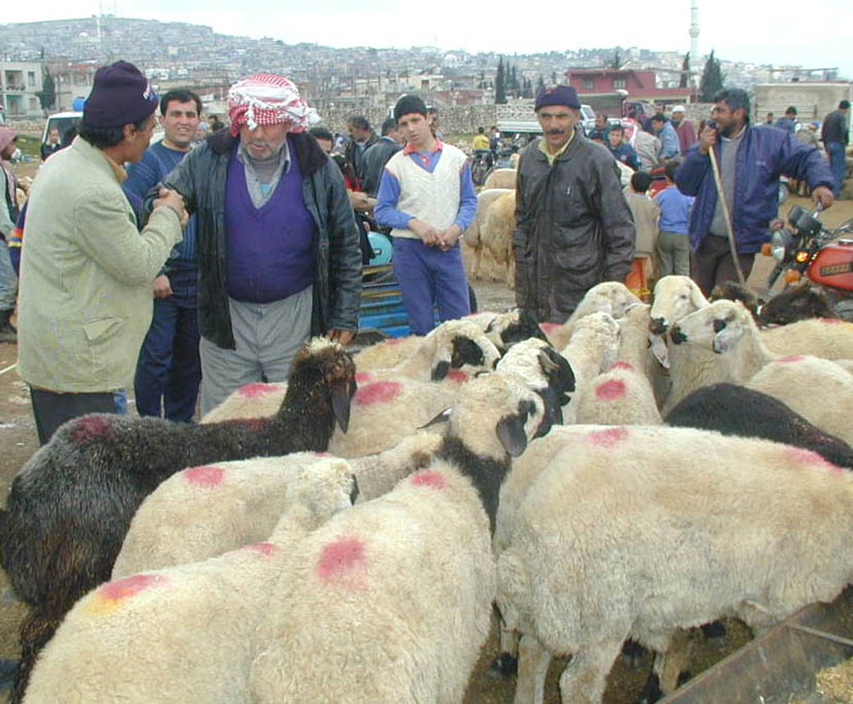 Çanakkale Tarım İl Müdürlüğü'nden Kurbanlık Hayvan Uyarısı