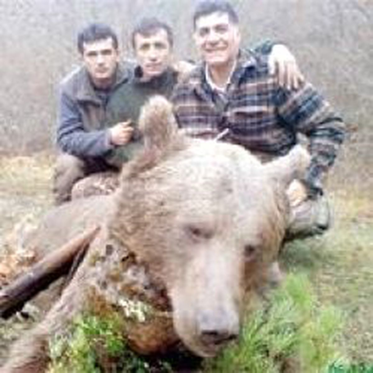 Boz Ayılara Ölüm Kararı Cıktı
