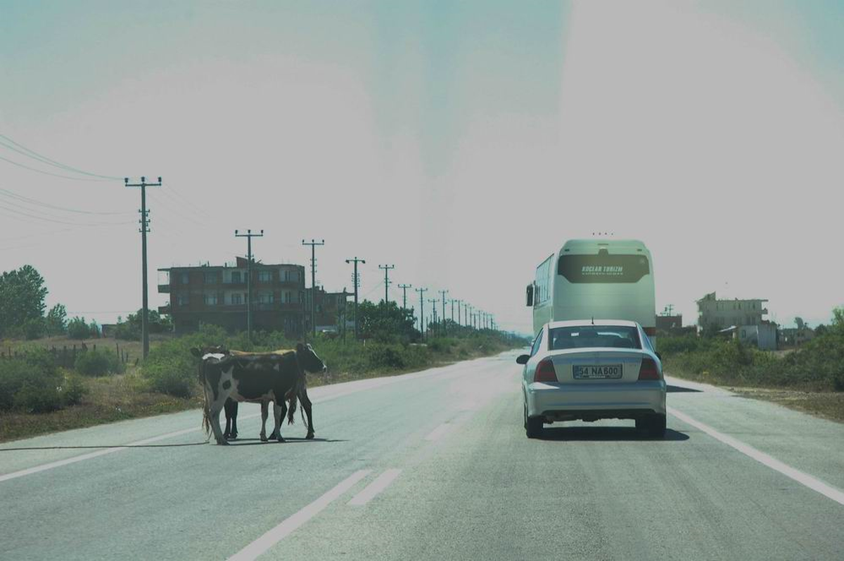 Karayoluna Çıkan Başıboş Hayvanlar Tehlike Saçıyor