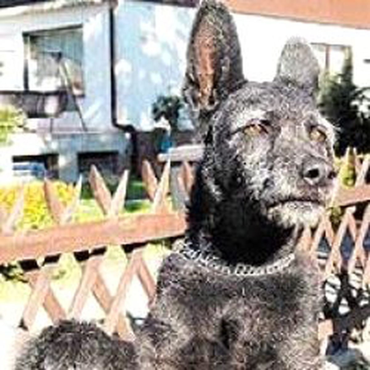 Köpeğe Nazi Selamı Öğretti 5 Ay Ceza Yedi