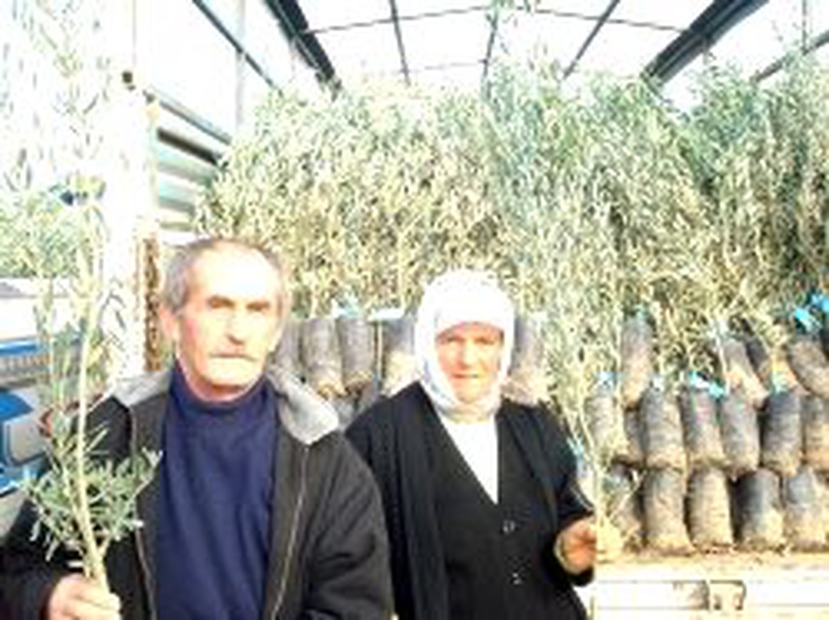 Söke Zeytin Fidanları ile Yeşillenecek