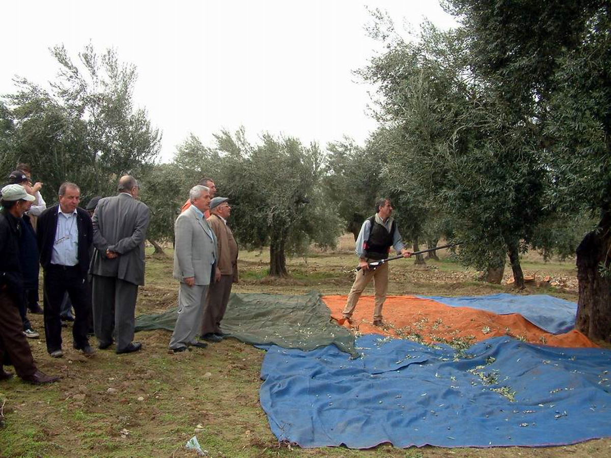 Zeytin Üreticisine Sırık İkazı