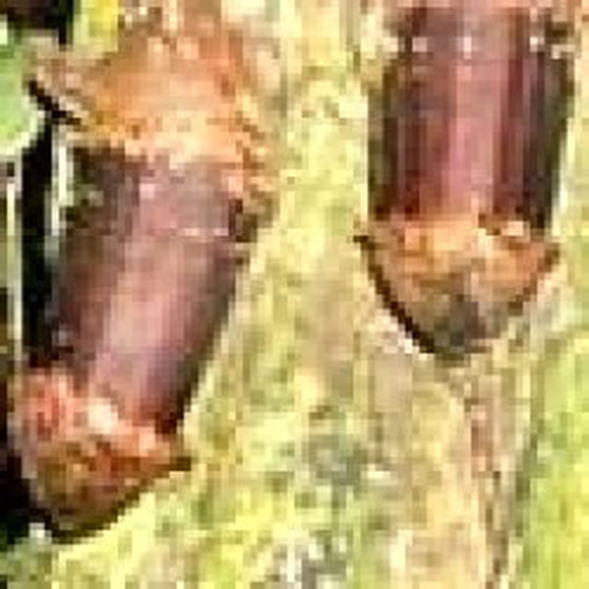 Seks Ağacı Başarısının Kurbanı
