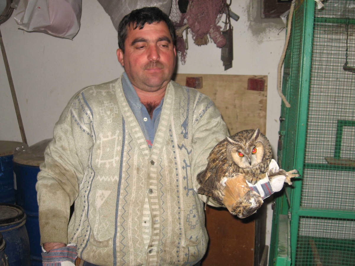 Yaralı Baykuşun Sağlık Durumu İyiye Gidiyor