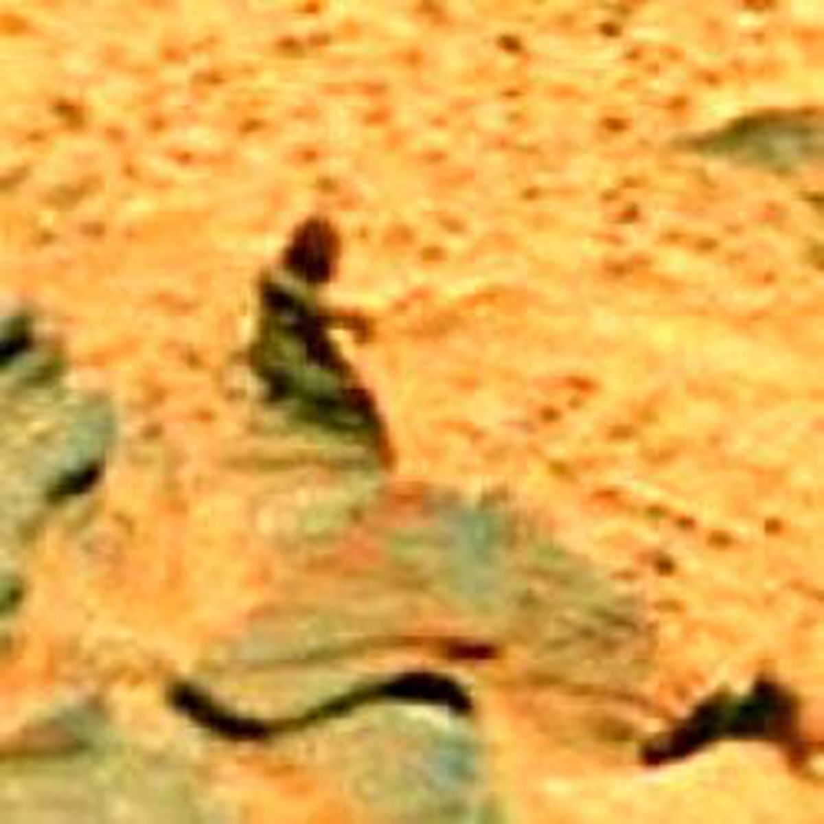Mars'ta Yaratık Fotoğrafı!