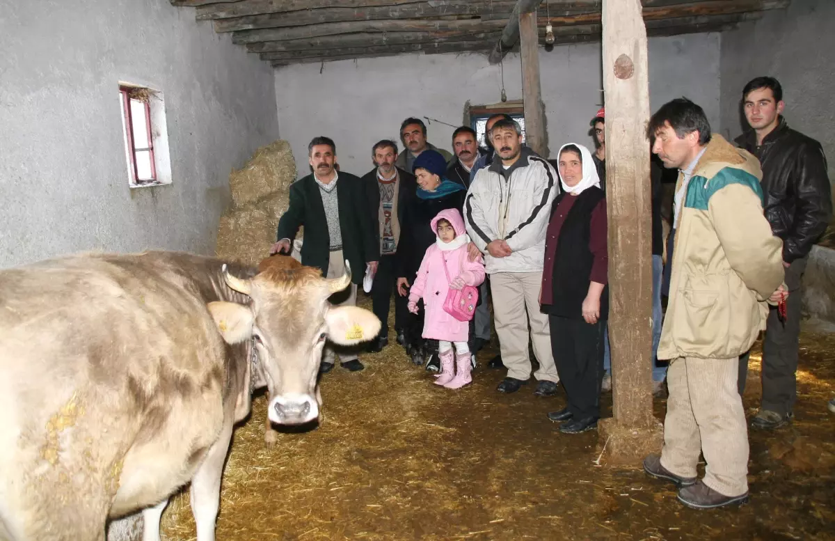 Tarım İl Müdürlüğü\'nün Verdiği Hayvanlarda Brusella Çıktı