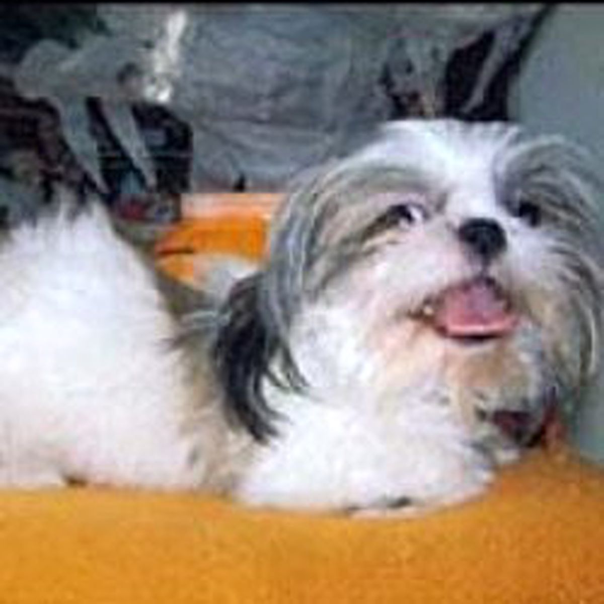 Köpek Başkanın Başını Yedi
