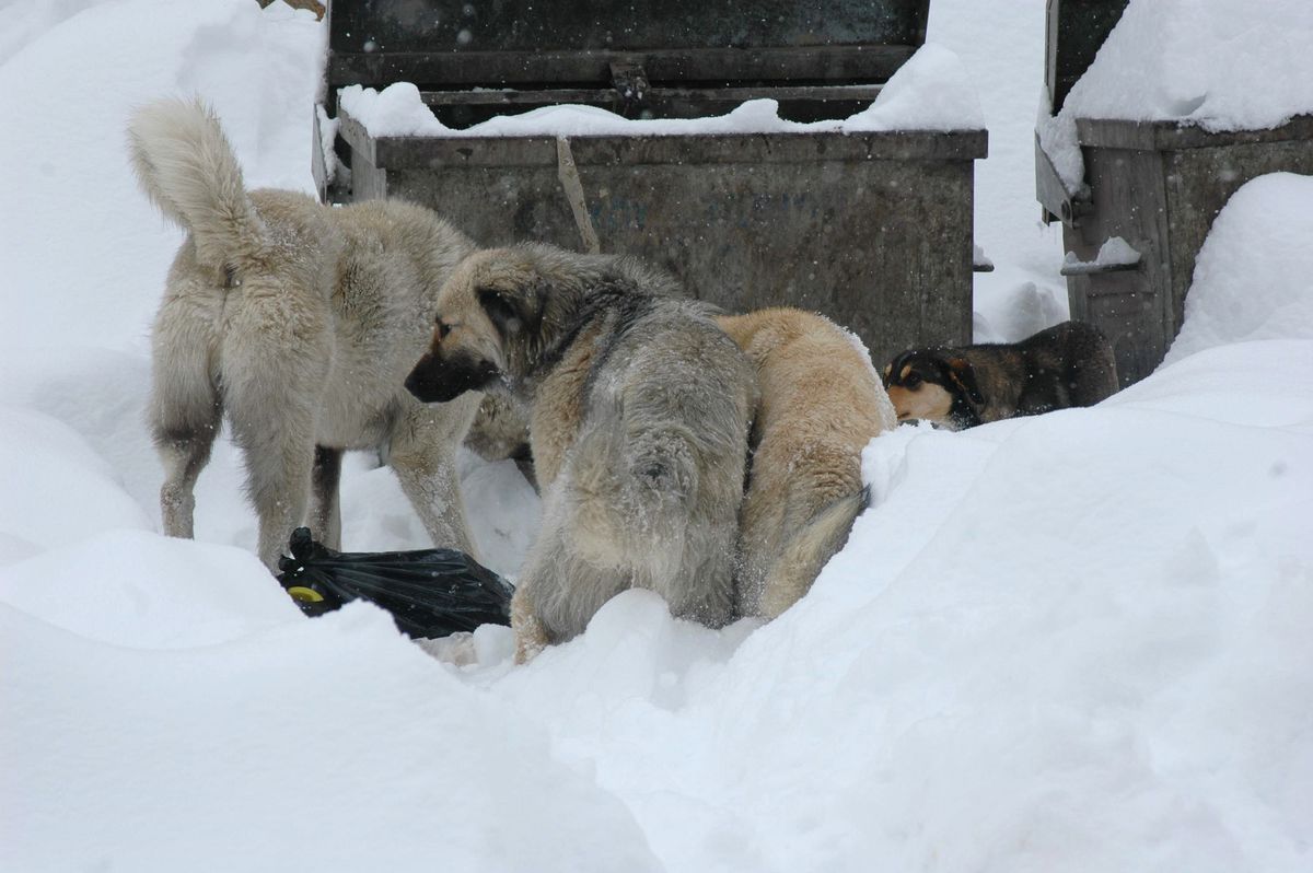 Aç Kalan Köpekler Şehre İndi