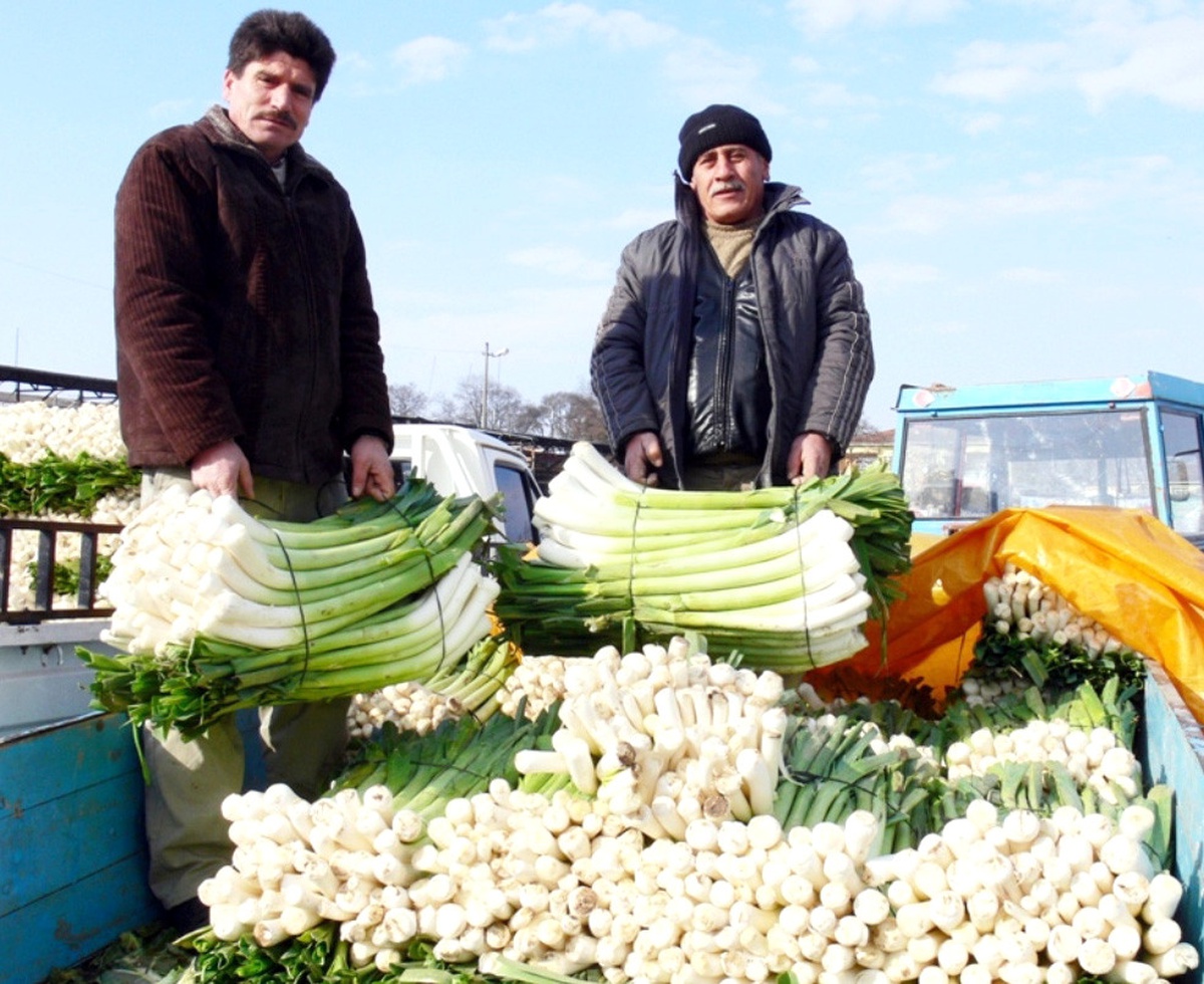 Bafra Ovası'ndaki Pırasa Üreticileri Dertli