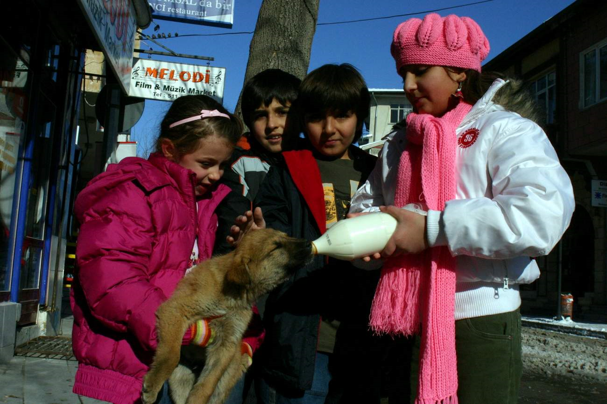 Sokakta Aç Kalan Yavru Köpeğe Çocuk Şefkati