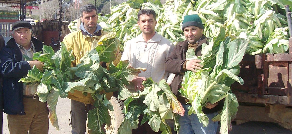 Karnabahar Üreticisini Sevindirdi