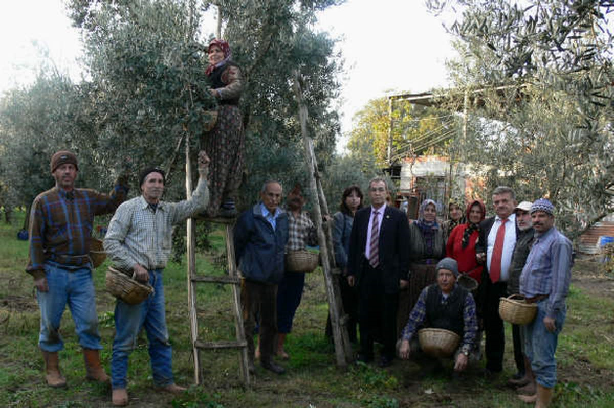 Zeytin Kuraklık Kapsamına Alınmadı