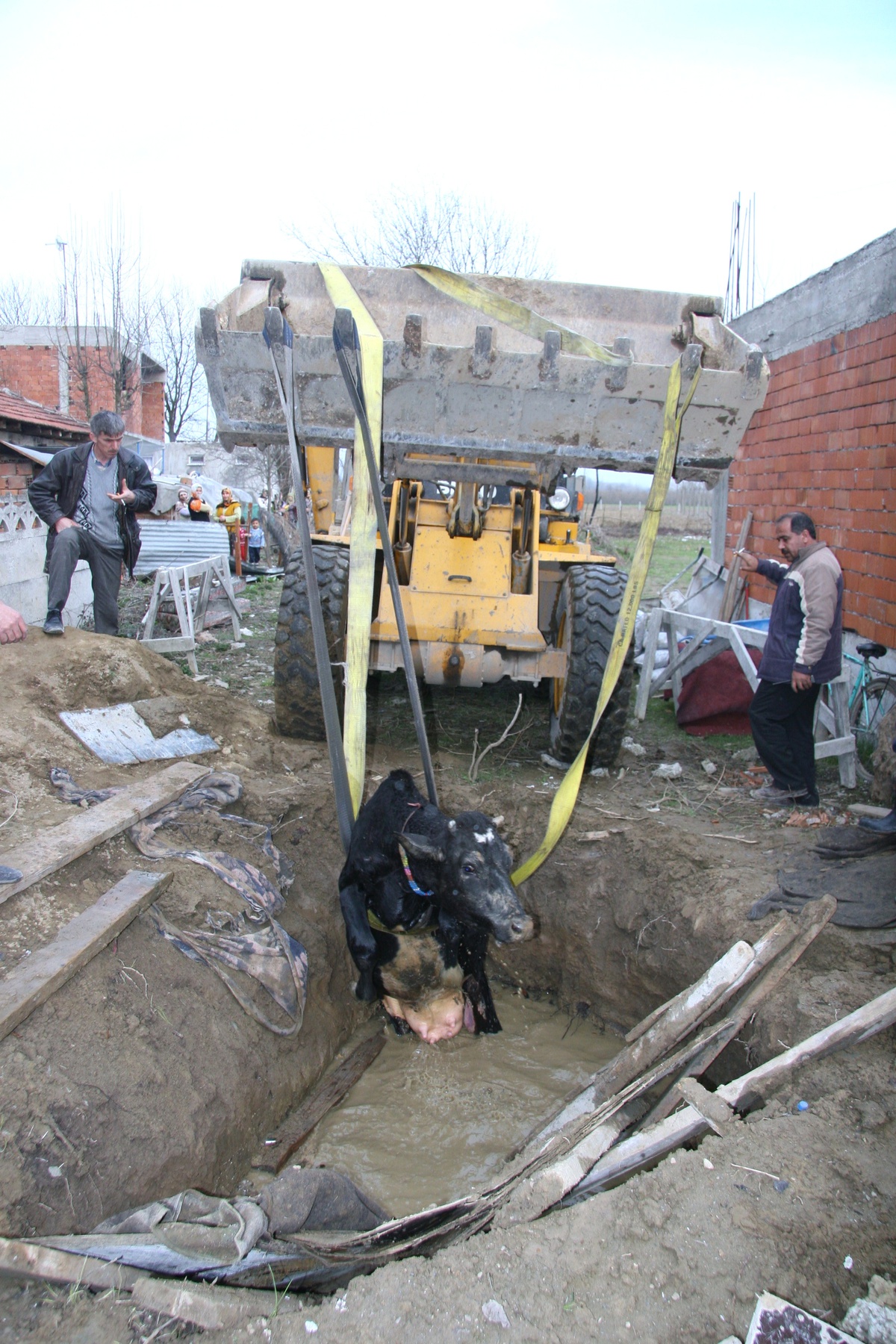 Düzce İtfaiyesi'nden İnek Kurtarma Operasyonu