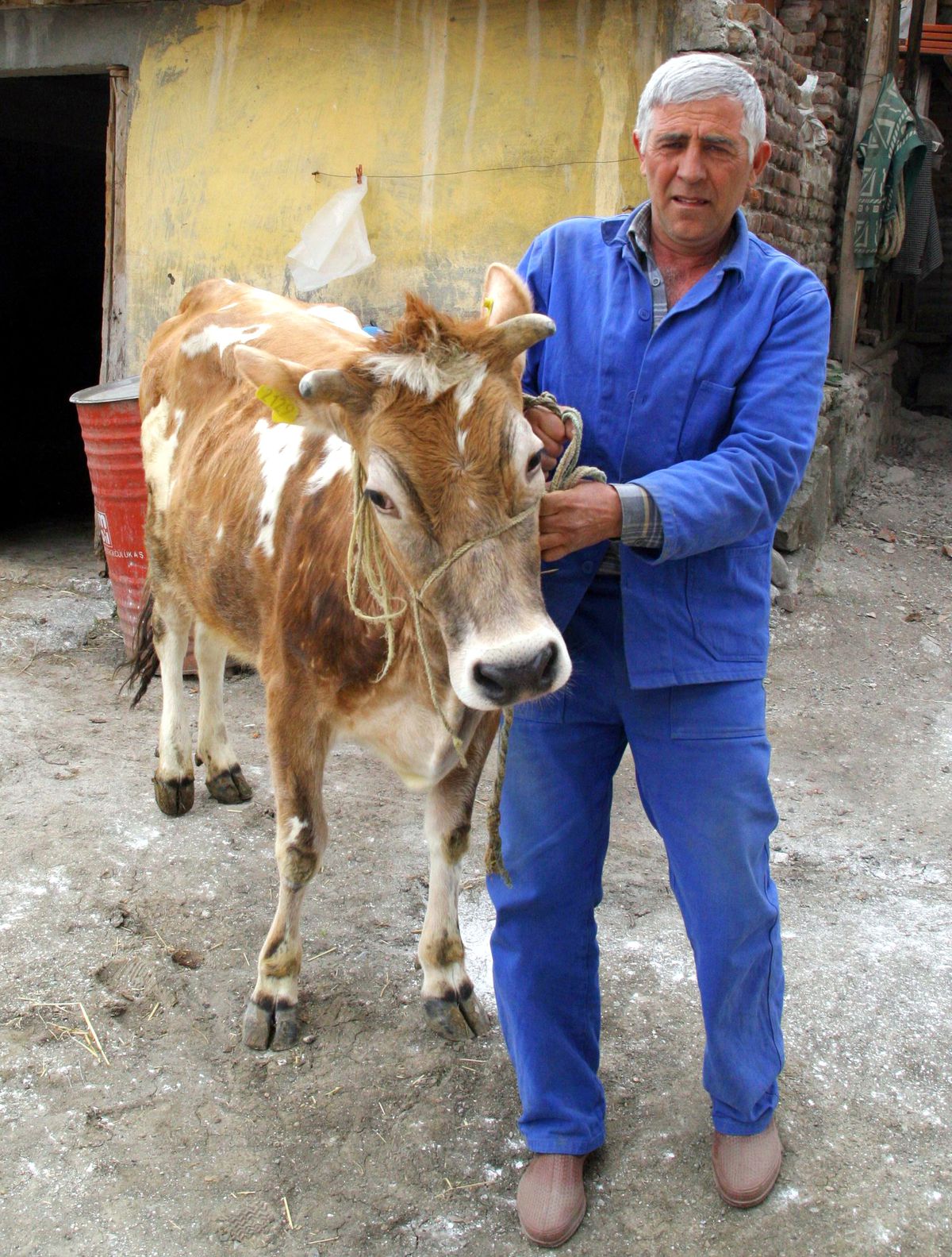 Samsun'da 'Brucellosis' Salgını