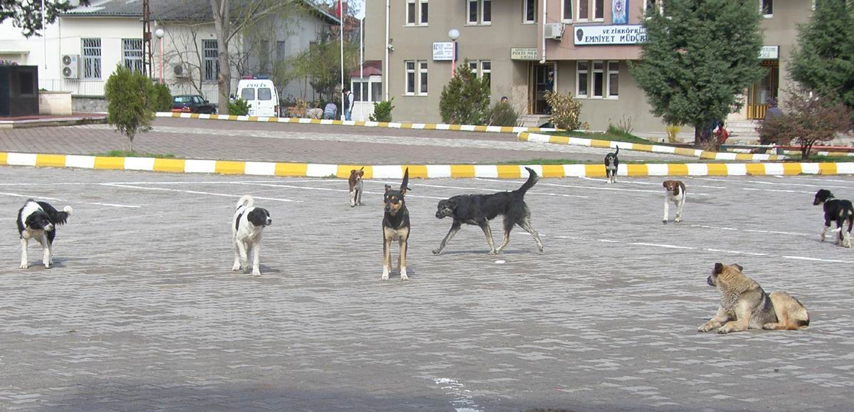Vezirköprü'de Başıboş Köpek İstilası