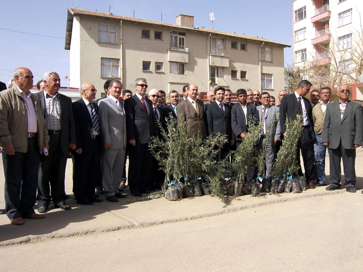 50 Bin Adet Yağlık Zeytin Fidanı Dağıtıldı