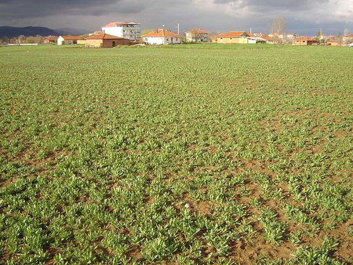 Denizli'de 1 Milyon 348 Bin Kök Haşhaş Ele Geçirildi