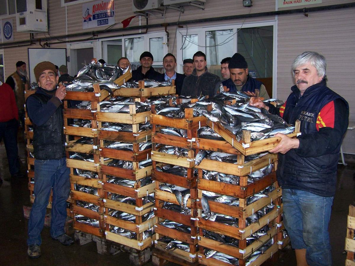 Bandırma Balık Hali'nde 13 Bin 702 Kasa Balık Satıldı