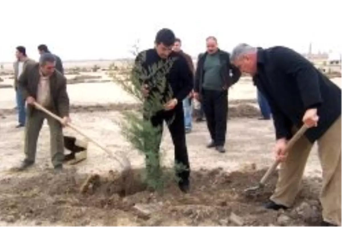 Sudurağı Belediyesi'nden Ağaçlandırma Çalışmaları