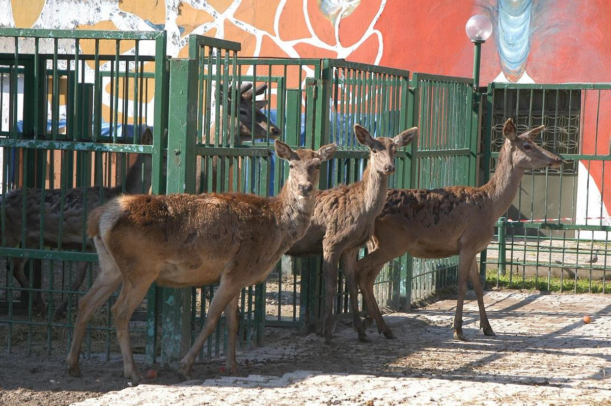 Sasalı Doğal Yaşam Parkı İçin 4 Yeni Geyik Daha Geldi