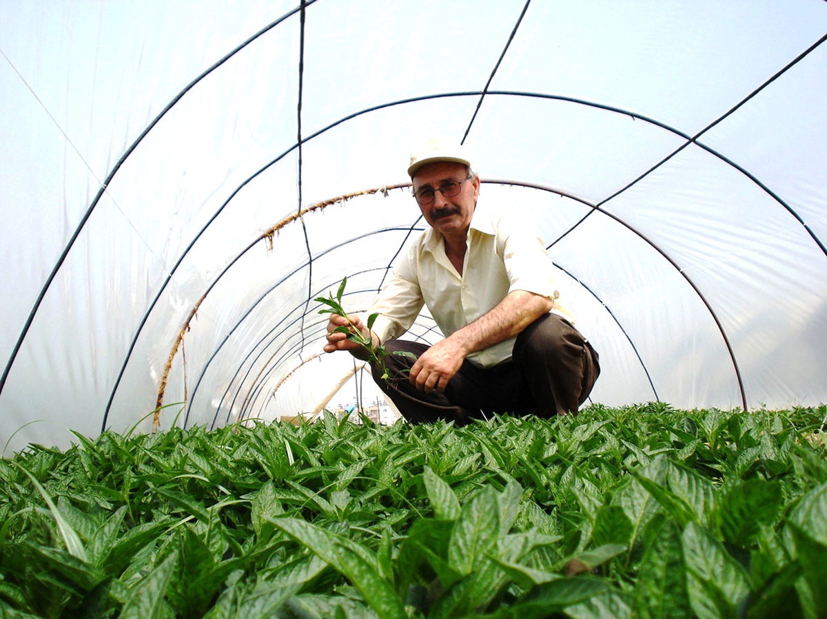 Sarıgöl'den Türkiye'ye Pepino Kavunu Fidanı