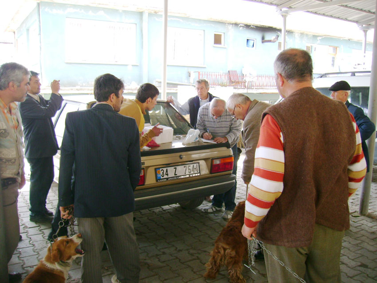 Taraklı'da Köpeklere Kuduz Aşısı Yapıldı