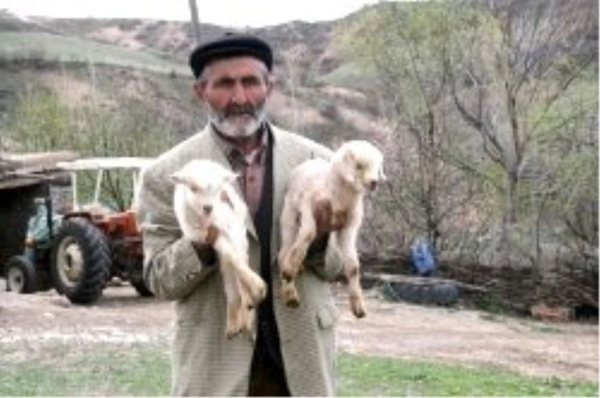 Yozgat\'ta Kıl Keçisi Yerine Saanen Keçisi Yaygınlaştırılıyor