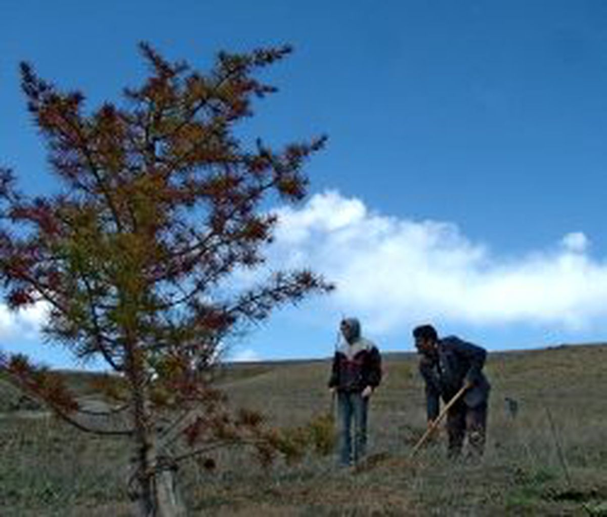 Ahlat'ta Ağaçlandırma Çalışmaları