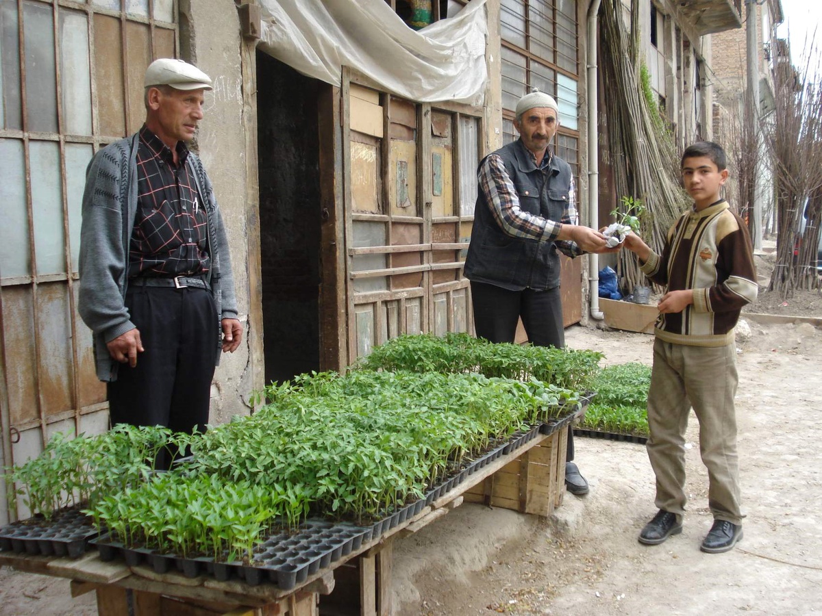 Kütahya'da Sebze Fidesi Alıcı Bekliyor