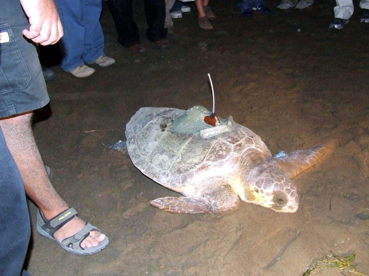 Caretta Caretta'yla Uydu İrtibatı Kesildi